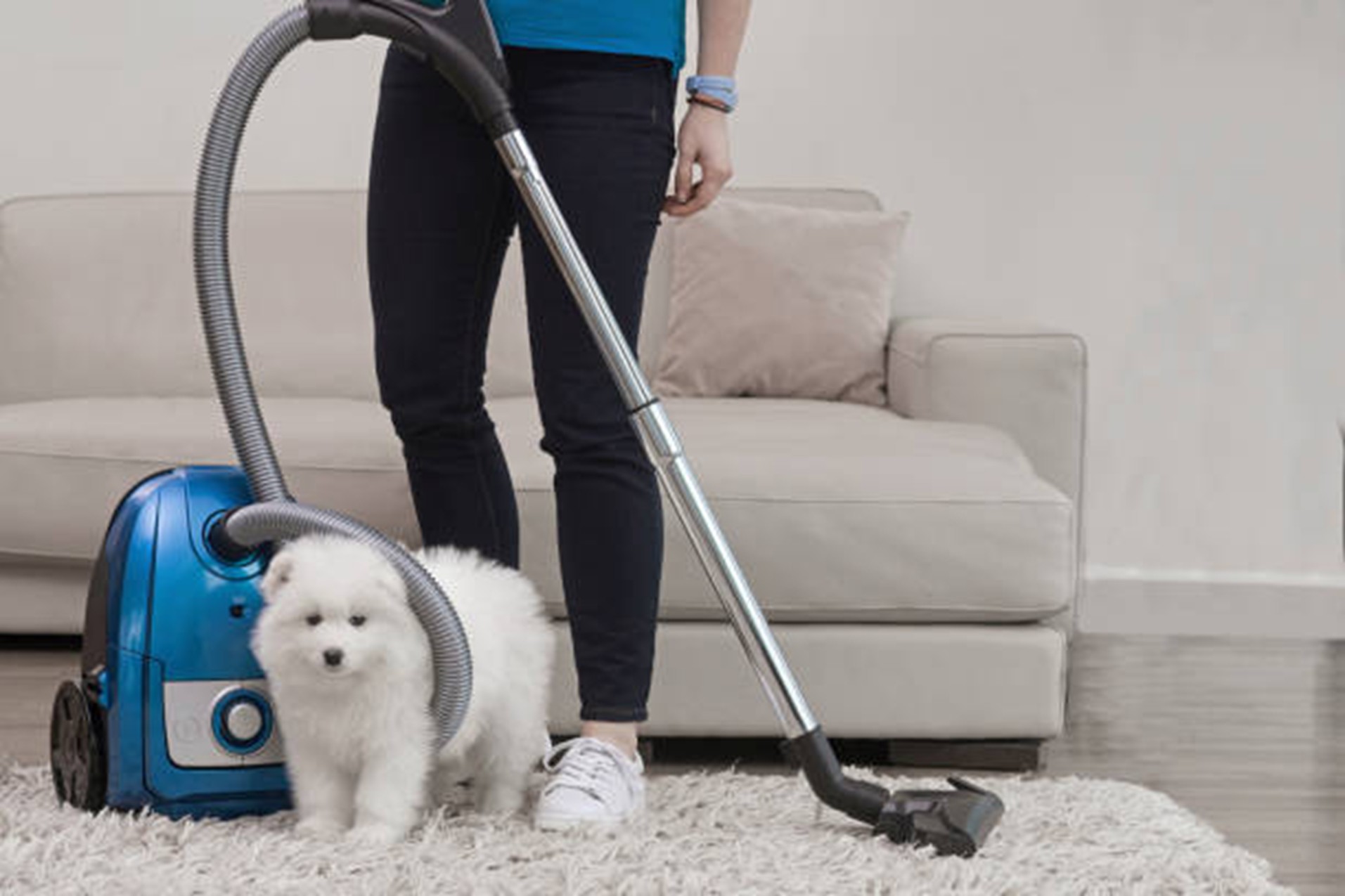 Move Out Cleaning for Pet Owners How to Remove Odors, Hair, and Dander
